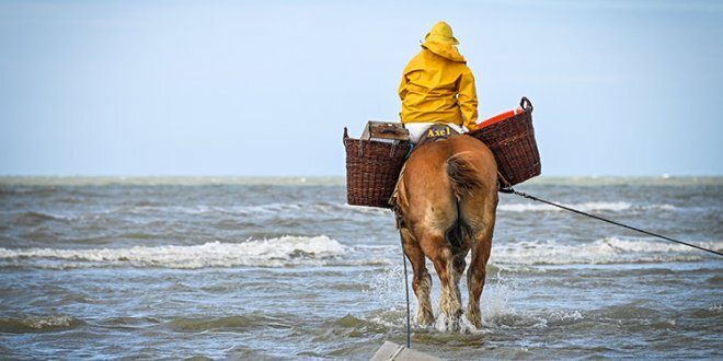 Paardenvisser